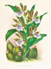Zygopetalum intermediär - Jean Jules Linden — vy av konstverket