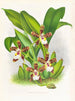 Zygopetalum jorisinum - Jean Jules Linden — vy av konstverket