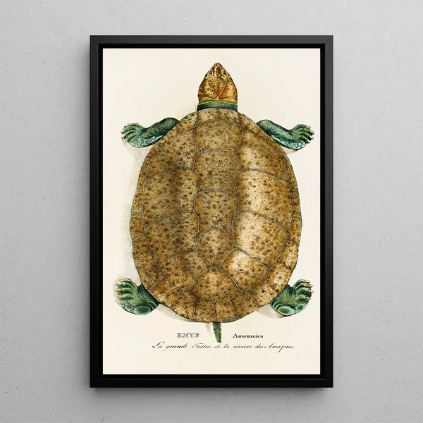 Johann Baptist von Spix - Emys Amazonica.webp