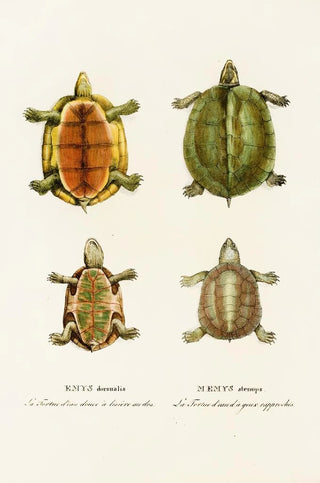 Johann Baptist von Spix - Emys Dorsualis Emys Stenops.webp