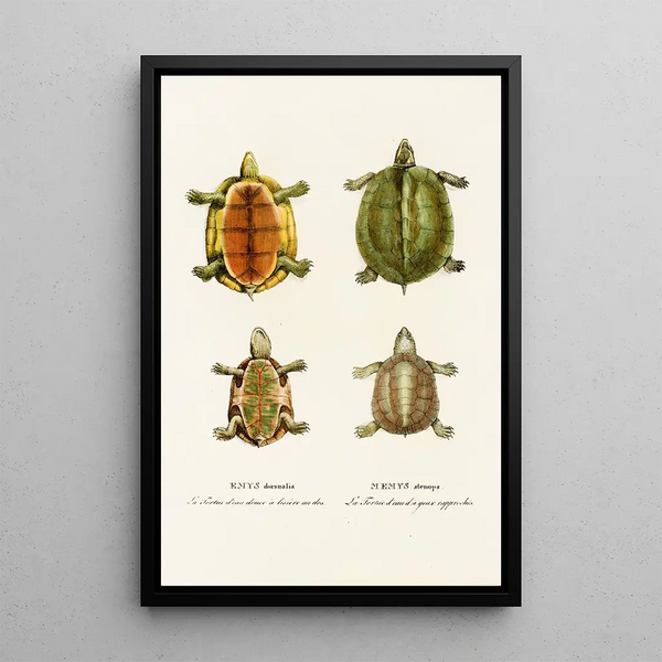 Johann Baptist von Spix - Emys Dorsualis Emys Stenops.webp