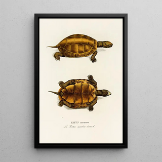 Johann Baptist von Spix - Emys Marmorea.webp