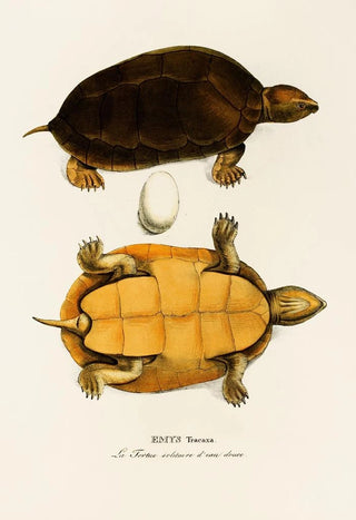 Johann Baptist von Spix - Emys Tracaxa.webp