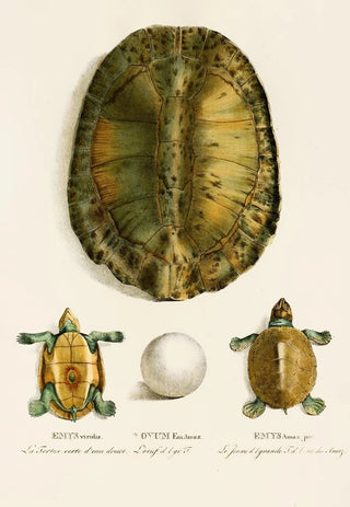 Johann Baptist von Spix - Emys Viridis Emys Amaz juv.webp