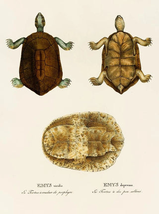 Johann Baptist von Spix - Emys Viridis Emys Depressa.webp