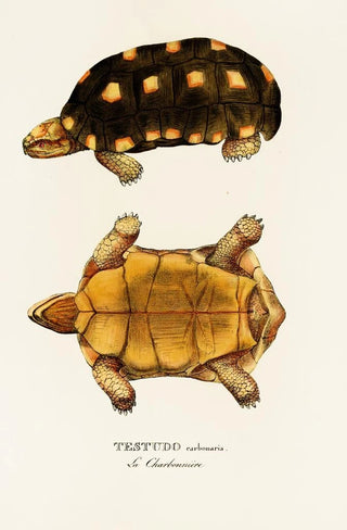 Johann Baptist von Spix - Testudo Carbonaria.webp