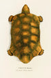 Testudo Hercules - Johann Baptist von Spix — vy av konstverket