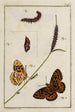 Arkiv för insekternas historia Pl01 - Johann Caspar Füssli — vy av konstverket