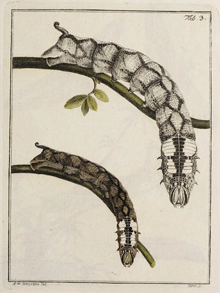 Johann Caspar Fuessli - Archives de lhistoire des insectes Pl03.webp