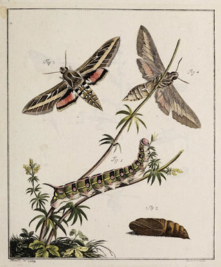 Johann Caspar Fuessli - Archives de lhistoire des insectes Pl04.webp