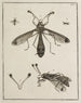 Arkiv för insekternas historia Pl06 - Johann Caspar Füssli — vy av konstverket