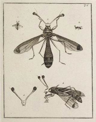 Johann Caspar Fuessli - Archives de lhistoire des insectes Pl06.webp