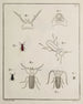 Arkiv för insekternas historia Pl07 - Johann Caspar Füssli — vy av konstverket