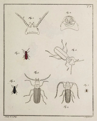 Johann Caspar Fuessli - Archives de lhistoire des insectes Pl07.webp