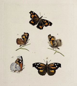 Johann Caspar Fuessli - Archives de lhistoire des insectes Pl08.webp