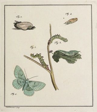 Johann Caspar Fuessli - Archives de lhistoire des insectes Pl09.webp