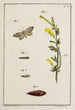 Arkiv för insekternas historia Pl11 - Johann Caspar Füssli — vy av konstverket