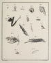 Arkiv för insekternas historia Pl12 - Johann Caspar Füssli — vy av konstverket