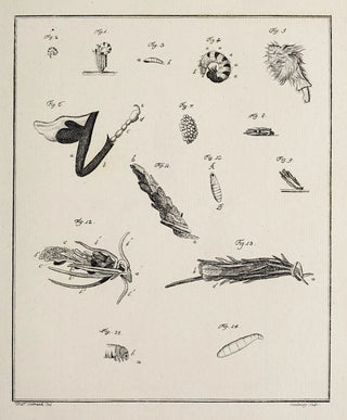 Johann Caspar Fuessli - Archives de lhistoire des insectes Pl12.webp