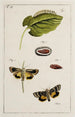 Arkiv för insekternas historia Pl16 - Johann Caspar Füssli — vy av konstverket