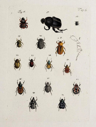 Johann Caspar Fuessli - Archives de lhistoire des insectes Pl20.webp