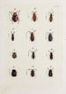 Arkiv för insekternas historia Pl22 - Johann Caspar Füssli — vy av konstverket