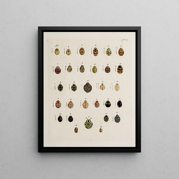 Johann Caspar Fuessli - Archives de lhistoire des insectes Pl23.webp