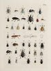 Arkiv för insekternas historia Pl25 - Johann Caspar Füssli — vy av konstverket