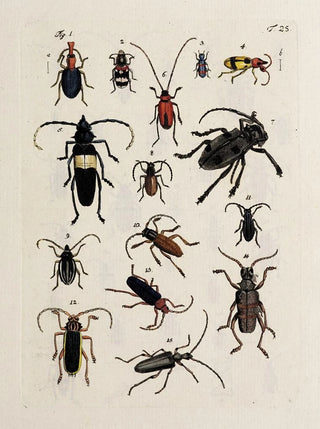 Johann Caspar Fuessli - Archives de lhistoire des insectes Pl26.webp
