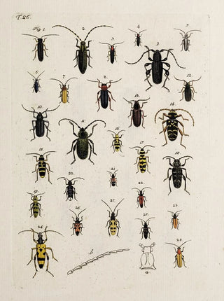 Johann Caspar Fuessli - Archives de lhistoire des insectes Pl27.webp