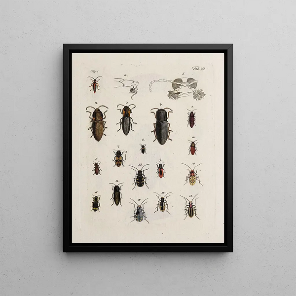 Johann Caspar Fuessli - Archives de lhistoire des insectes Pl28.webp