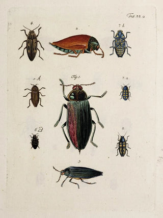 Johann Caspar Fuessli - Archives de lhistoire des insectes Pl29.webp