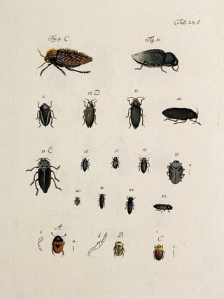 Johann Caspar Fuessli - Archives de lhistoire des insectes Pl30.webp