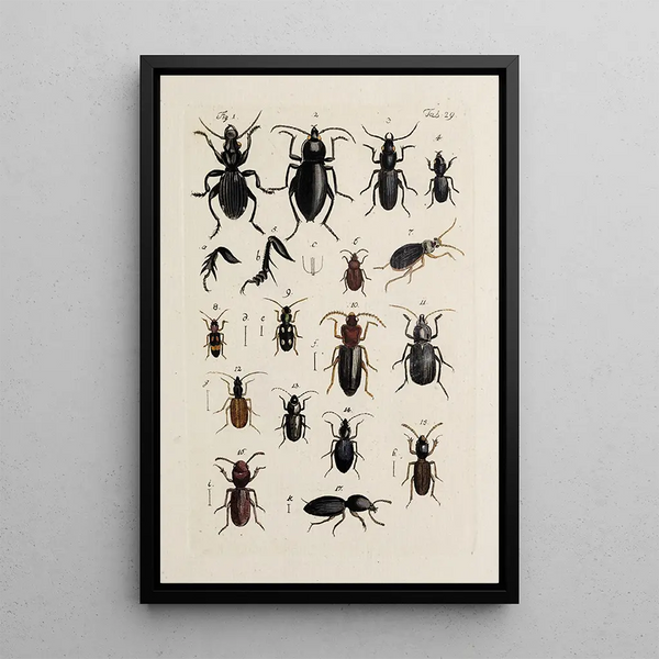 Johann Caspar Fuessli - Archives de lhistoire des insectes Pl31.webp