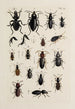 Arkiv över insekternas historia Pl31 - Johann Caspar Füssli — vy av konstverket
