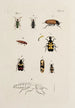 Arkiv för insekternas historia Pl32 - Johann Caspar Füssli — vy av konstverket