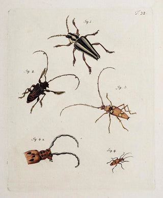 Johann Caspar Fuessli - Archives de lhistoire des insectes Pl34.webp