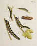 Arkiv för insekternas historia Pl35 - Johann Caspar Füssli — vy av konstverket