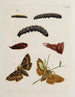 Arkiv för insekternas historia Pl37 - Johann Caspar Füssli — vy av konstverket