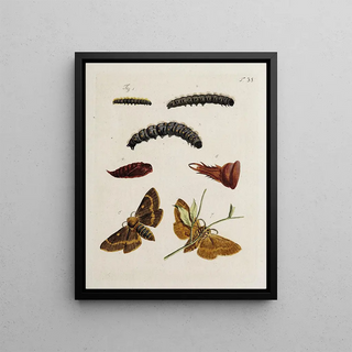Johann Caspar Fuessli - Archives de lhistoire des insectes Pl37.webp