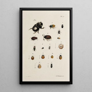 Johann Caspar Fuessli - Archives de lhistoire des insectes Pl38.webp