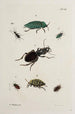 Arkiv för insekternas historia Pl41 - Johann Caspar Füssli — vy av konstverket