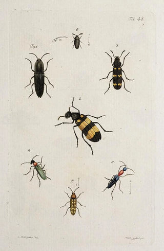 Johann Caspar Fuessli - Archives de lhistoire des insectes Pl43.webp
