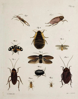 Johann Caspar Fuessli - Archives de lhistoire des insectes Pl44.webp