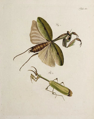 Johann Caspar Fuessli - Archives de lhistoire des insectes Pl45.webp