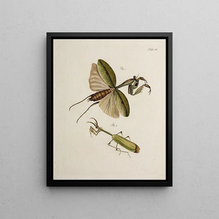Johann Caspar Fuessli - Archives de lhistoire des insectes Pl45.webp
