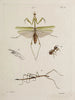 Arkiv för insekternas historia Pl46 - Johann Caspar Füssli — vy av konstverket