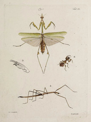 Johann Caspar Fuessli - Archives de lhistoire des insectes Pl46.webp