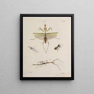 Johann Caspar Fuessli - Archives de lhistoire des insectes Pl46.webp