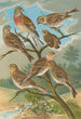 Acanthis cannabina Acanthis flavirostris - Johann Friedrich Naumann — vy av konstverket